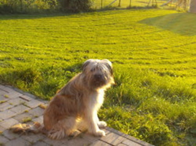 Berger des Pyrénées