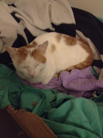 Mon chat à des collapses plusieurs fois par jour...