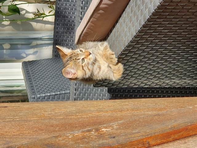 Deux chatons mâles tigrés