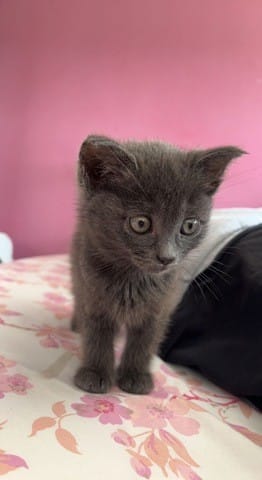 Avis race chartreux
