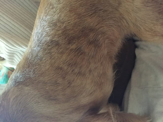 Tâches noires et pellicules sur mon chiot ?