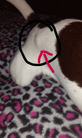 boule sur le dos de mon chien