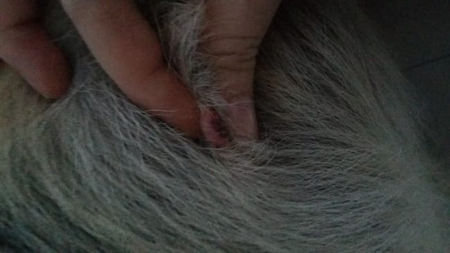 boule rouge sur mon chien inquiete :'( 