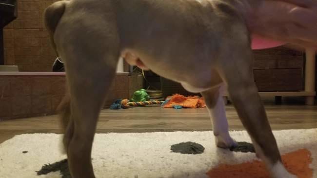 Chiot sternum sortant