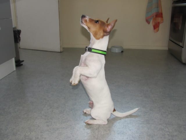 Chiot qui refait pipi devant nous