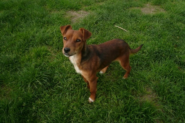 mon jack russel est t'il réellement un jack?