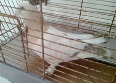 Quel est cet oiseau ?