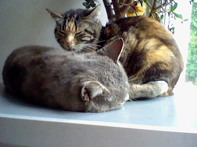 Choupa et loulou