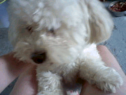 pour oural-asterix-filou : un petit gif
