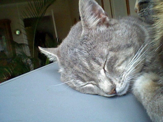 LOULOU !!!!!