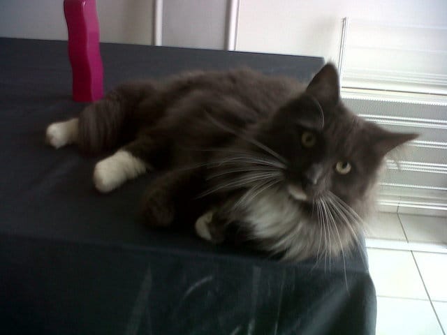 Le chat de ma soeur urine hors de sa litiere