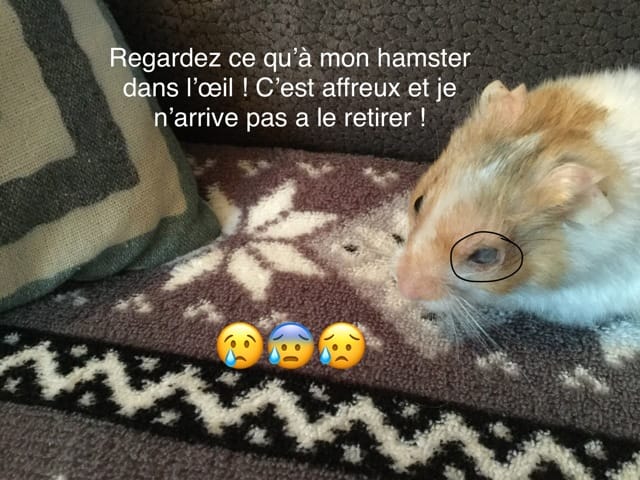Mon hamster à l’œil bizarre