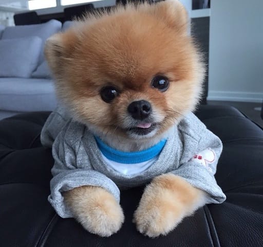 quel race de chien sur la photo ?