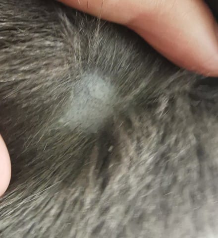 Perte de poils et boutons
