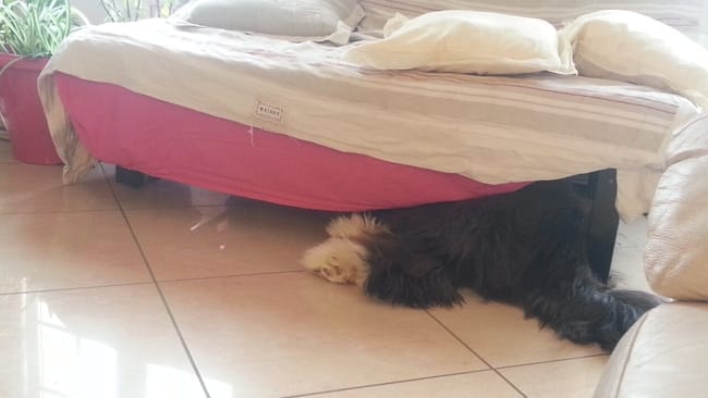 jazzy chien farceur