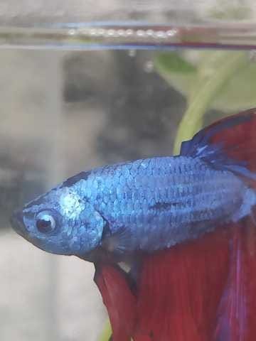 Tâche Blanc Beta,mycose, tumeur, autre ?