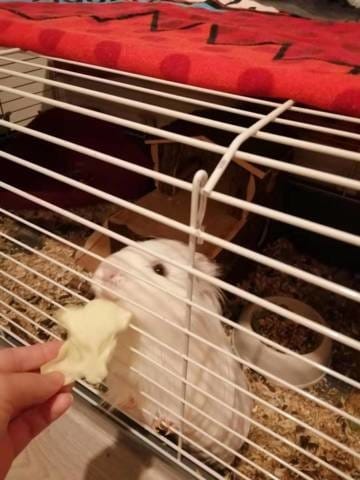 Quelqu'un adopte mon cochon d'inde?