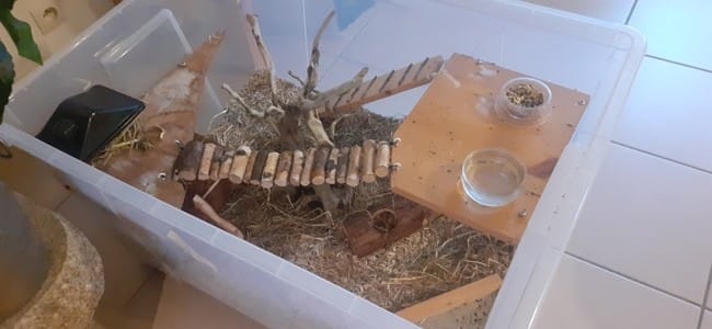 Besoin d'avis sur la taille de cage de mon hamster