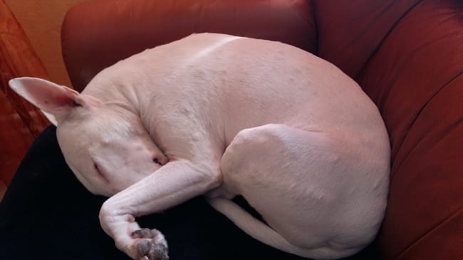 Mon bull terrier à pleins de boules sur tout le corps