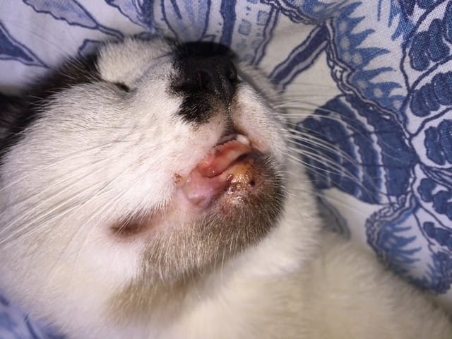 Blessure à la lèvre inférieur