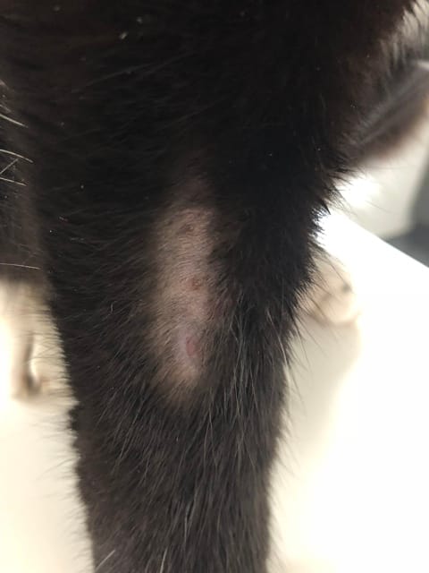 Puce et dermabrasion