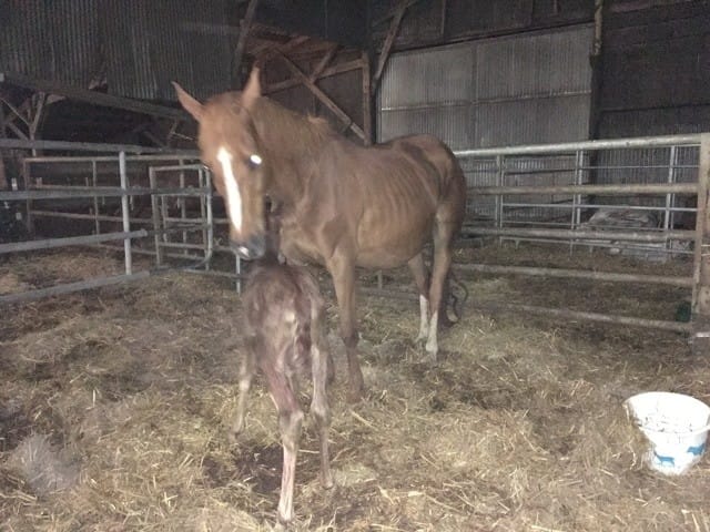 Question sur les chevaux