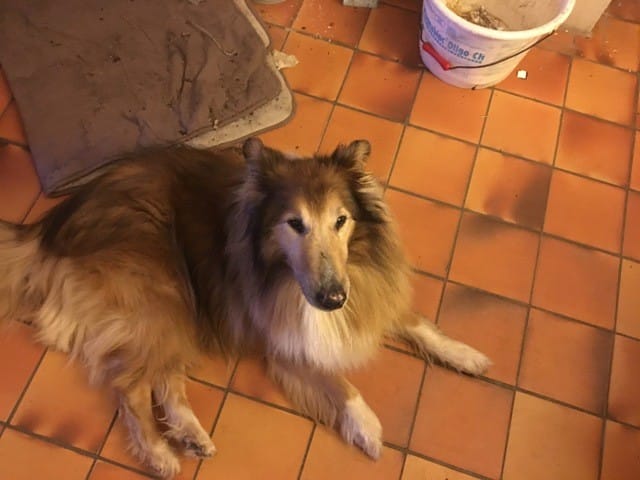 Votre amour pour mon chien