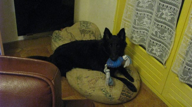 Elle aboie sur tous les autres chiens 