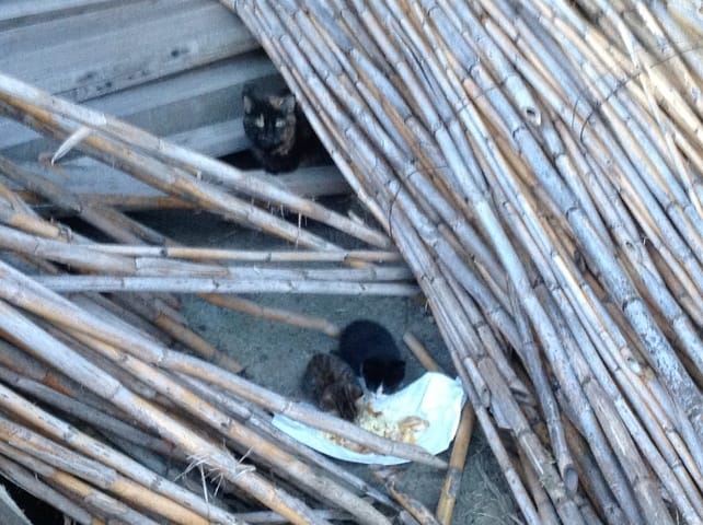 Petit chaton trouver