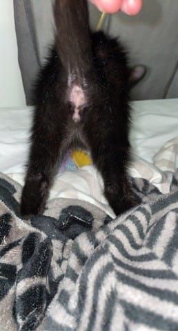 Problème sexe du chaton