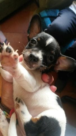 petite présentation 