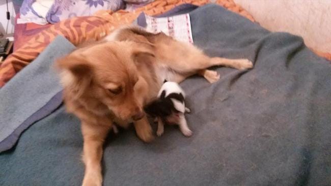 une deuxième maman ?