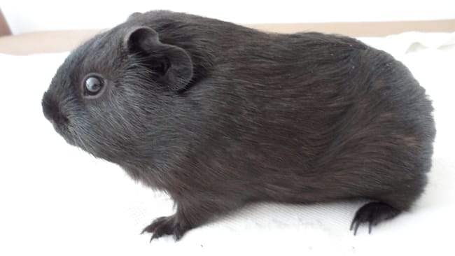 estce qu'un ami peut devenir la maman de mes rongeurs?