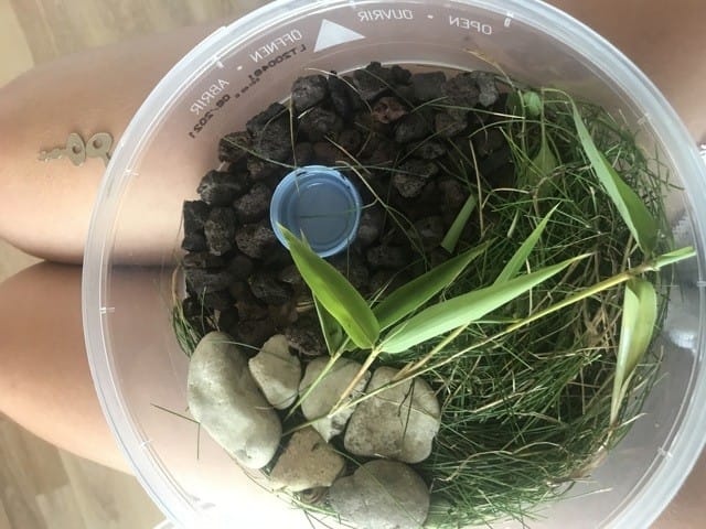J’ai besoin de conseils pour voyager avec mes escargots