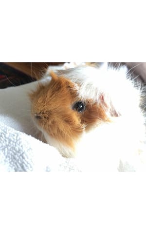 Cochon d'inde seul