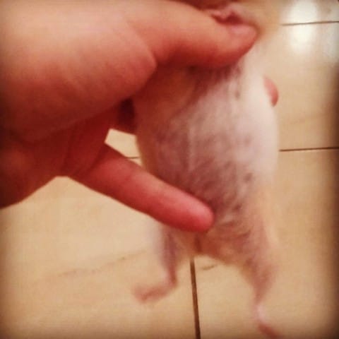 Est-ce que mon hamster pourrait être gestante ?