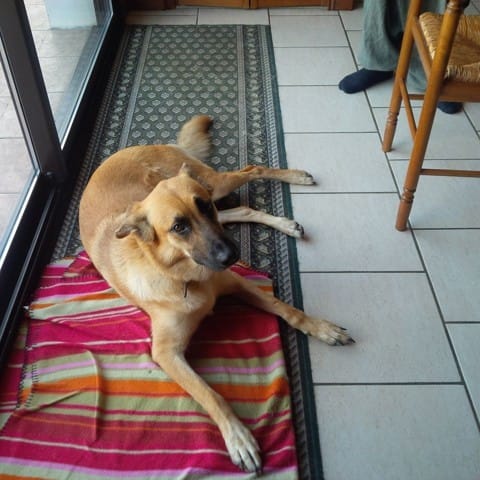 Besoin avis, prête ou non à adopter?