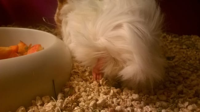 Urgent patte fracturée!