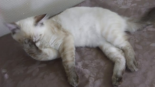mon chat est croisé mais avec quoi ?
