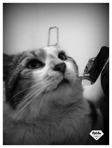 Faites voir les petite bouille de vos animaux !!