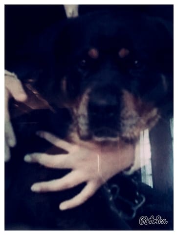 L'histoire de Ma chienne Pépita