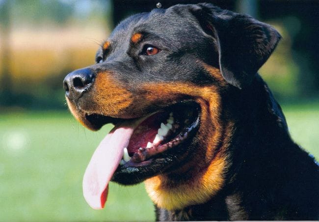 Pour tout les passionner de rottweiler