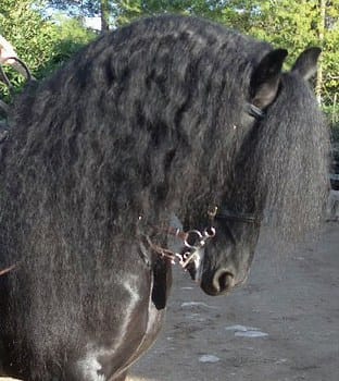A tout ceux qui sont fan de chevaux