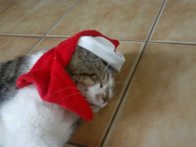 Faites voir vos animaux 