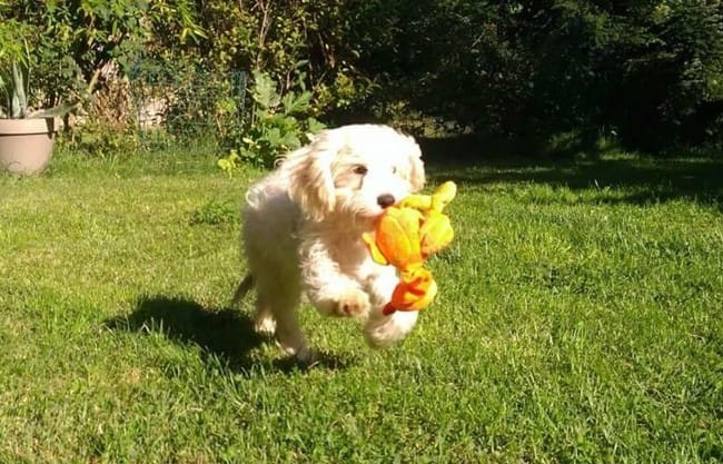 saillie Cavapoo