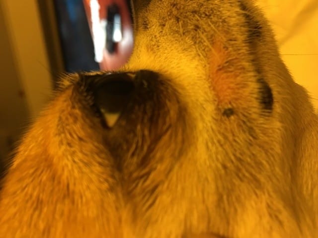 Croute noir sur la babine