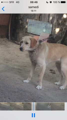 J'ai besoin d'aide je viens d'adopter un chien mais je ne sais pas quelle races c'est