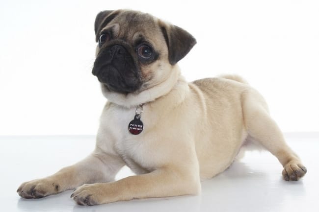 VOTEZ POUR MON CHIOT CARLIN BEIGE