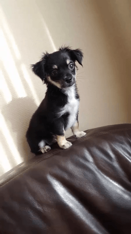Mein 3,5 Monate alter Chihuahua-Welpe wiegt 2,4 kg – ist das normal?