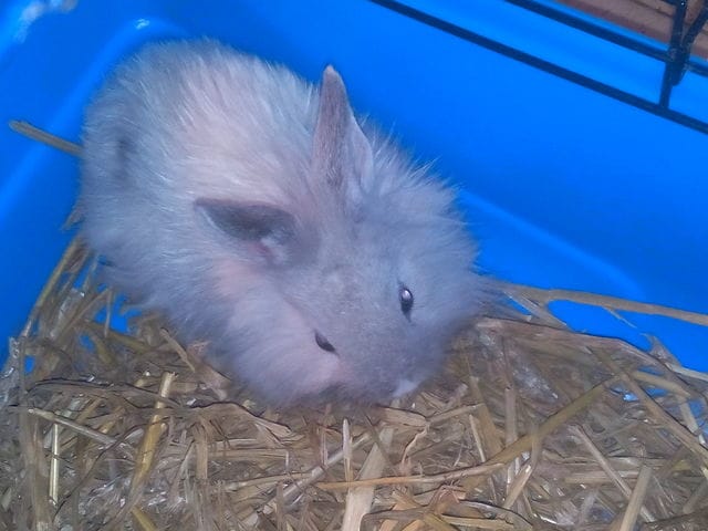 Race de mon lapin?